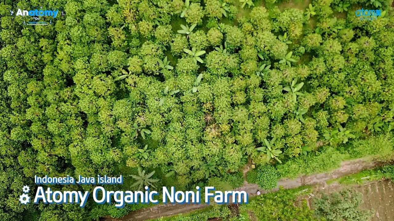Perkebunan Noni Organik Atomy di Jawa