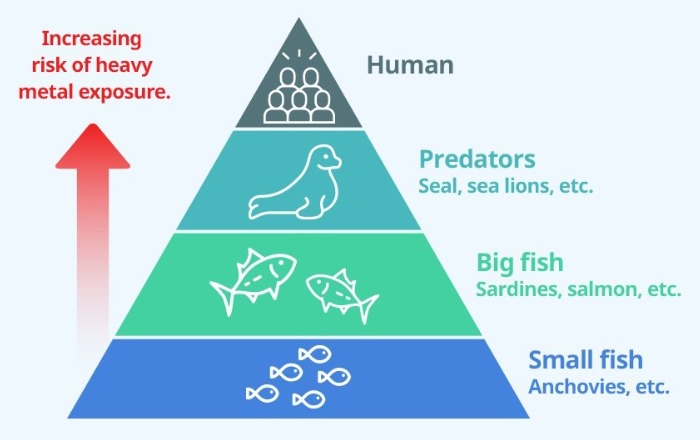 Piramida Rantai Makanan & Risiko Logam Berat